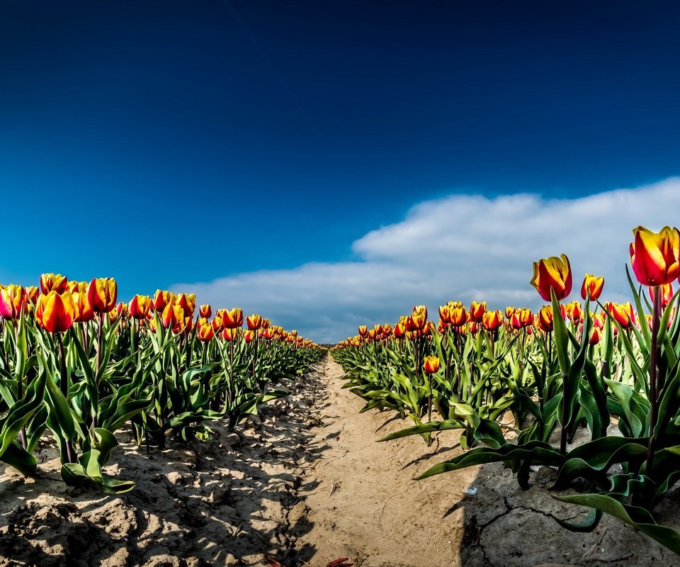 Обои небо, цветы, облака, поле, весна, тюльпаны, the sky, flowers, clouds, field, spring, tulips разрешение 2667x1440 Загрузить