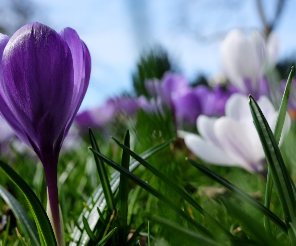 Обои цветы, фиолетовый, весна, крокус, flowers, purple, spring, krokus разрешение 3840x2560 Загрузить