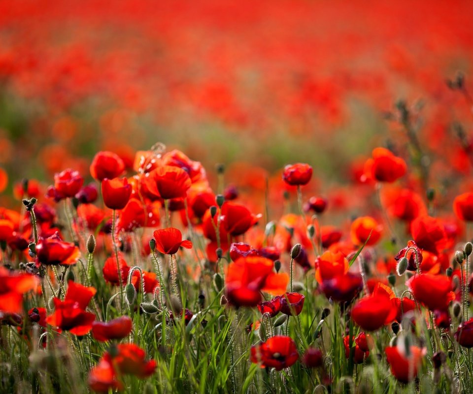 Обои цветы, поле, лето, красные, маки, боке, flowers, field, summer, red, maki, bokeh разрешение 2048x1365 Загрузить