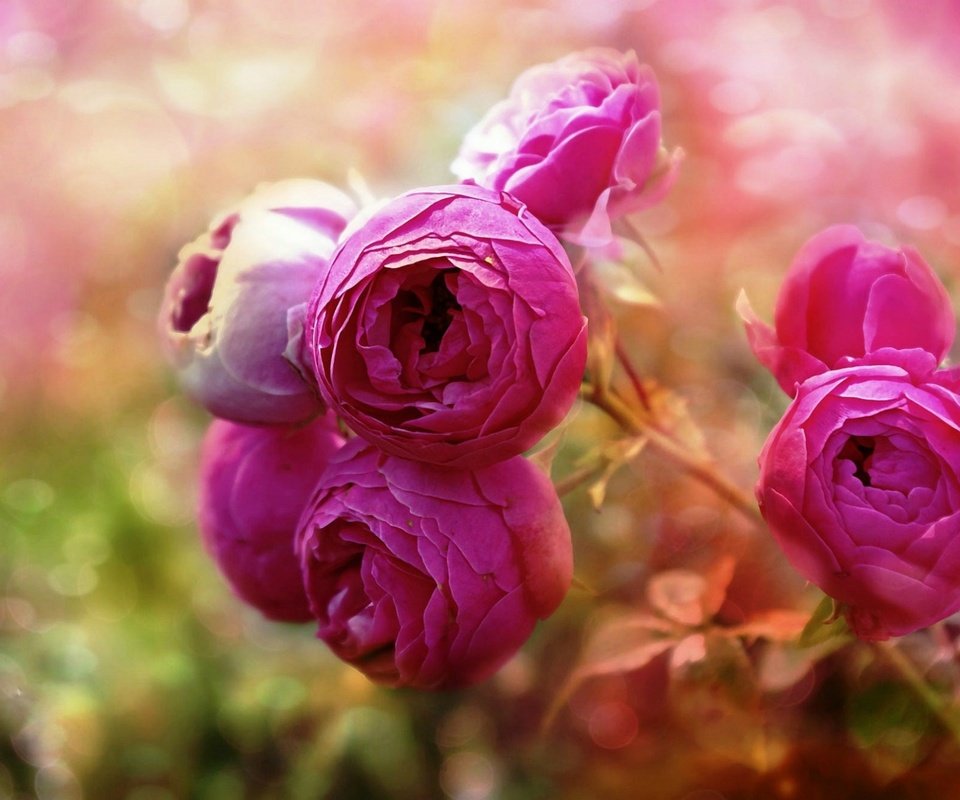 Обои цветы, бутоны, макро, розы, розовые, flowers, buds, macro, roses, pink разрешение 1920x1276 Загрузить
