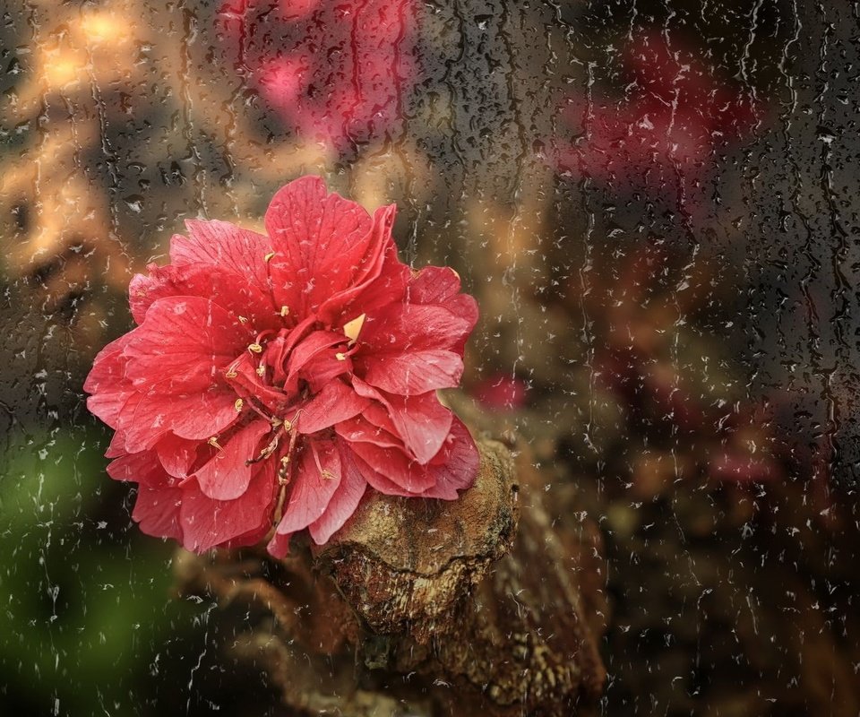 Обои цветок, капли, лепестки, дождь, стекло, flower, drops, petals, rain, glass разрешение 2047x1215 Загрузить