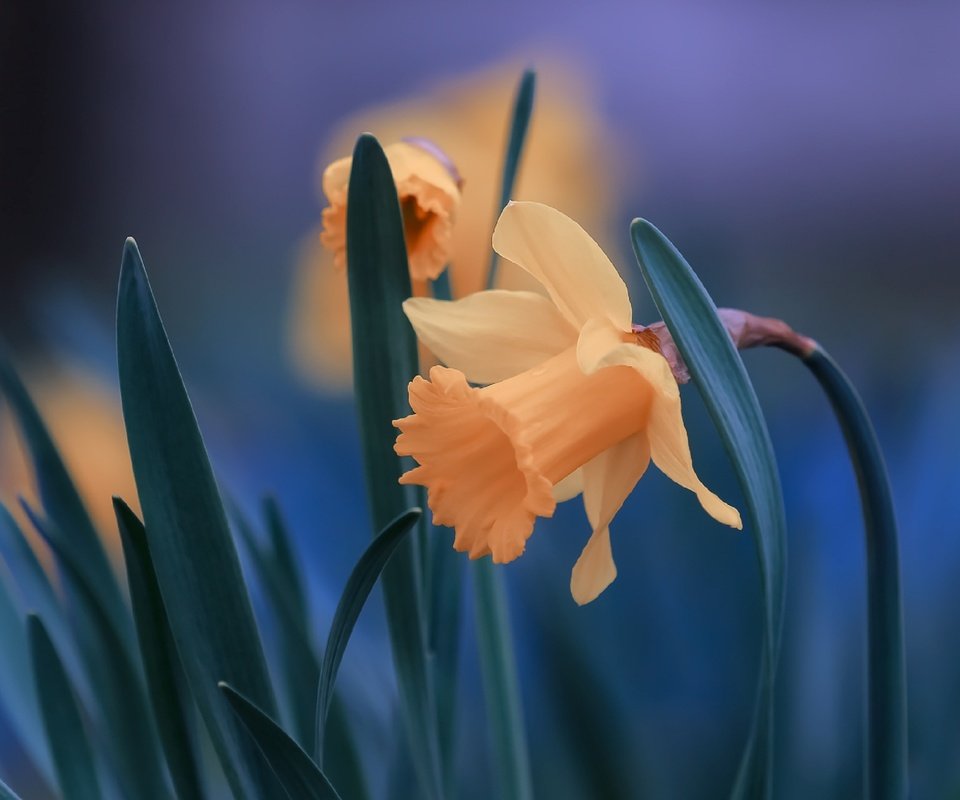 Обои цветы, листья, крупный план, нарциссы, flowers, leaves, close-up, daffodils разрешение 2560x1706 Загрузить