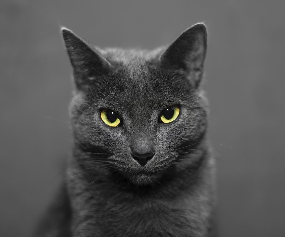 Обои глаза, морда, кот, кошка, взгляд, животное, уши, eyes, face, cat, look, animal, ears разрешение 2048x1263 Загрузить