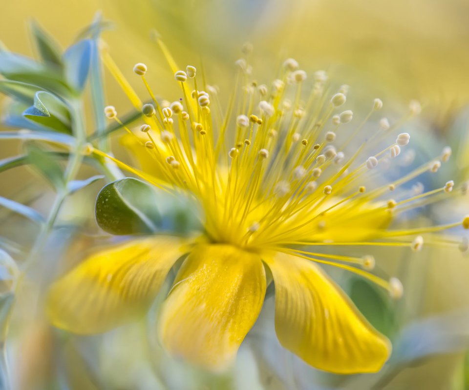 Обои желтый, цветок, лепестки, тычинки, yellow, flower, petals, stamens разрешение 2048x1365 Загрузить