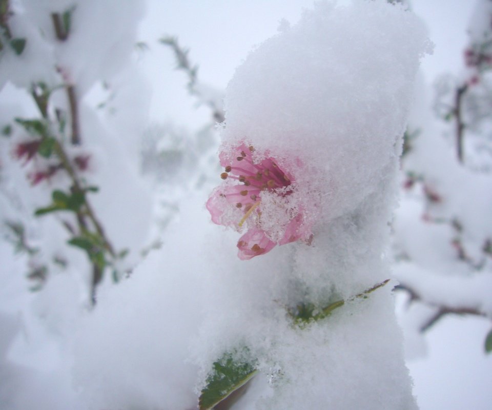 Обои цветы, снег, природа, цветение, фон, весна, flowers, snow, nature, flowering, background, spring разрешение 2816x2112 Загрузить