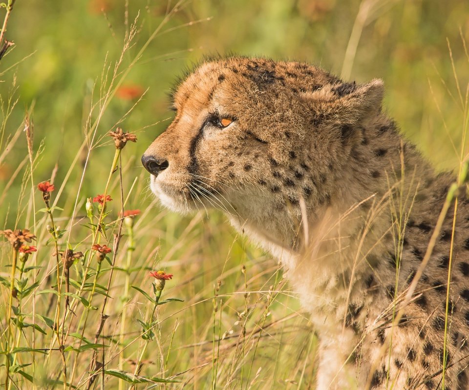 Обои цветы, трава, портрет, профиль, гепард, дикая кошка, flowers, grass, portrait, profile, cheetah, wild cat разрешение 5568x3712 Загрузить