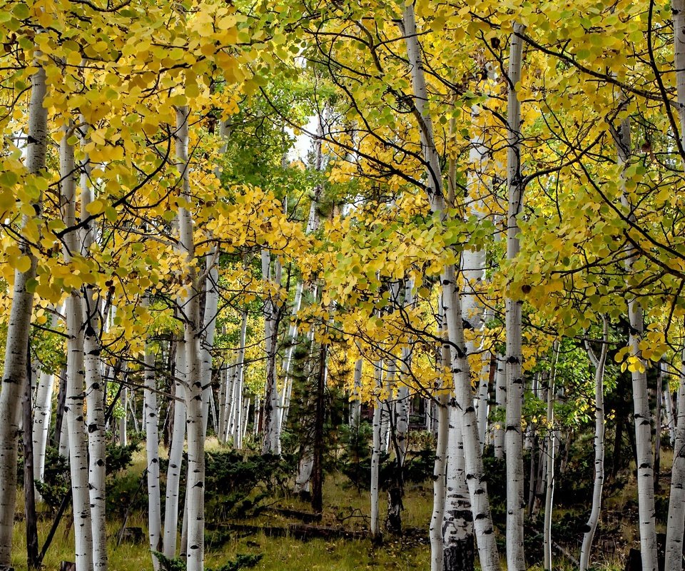 Обои деревья, осень, сша, роща, колорадо, осина, trees, autumn, usa, grove, colorado, aspen разрешение 3000x1569 Загрузить