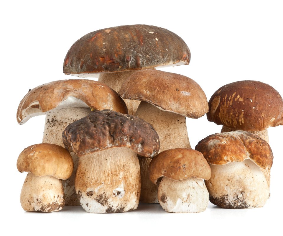 Обои фон, еда, грибы, белый гриб, background, food, mushrooms, white mushroom разрешение 7776x5184 Загрузить