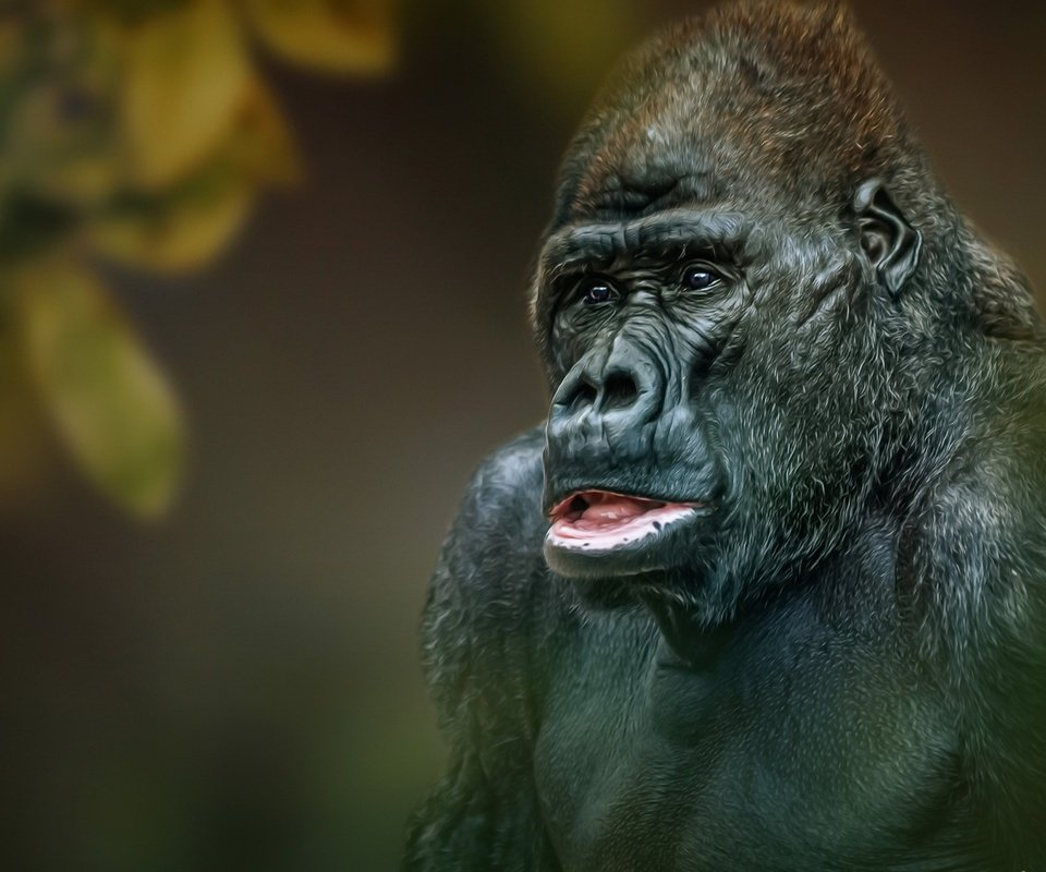 Обои глаза, морда, фон, взгляд, обезьяна, горилла, eyes, face, background, look, monkey, gorilla разрешение 1934x1080 Загрузить