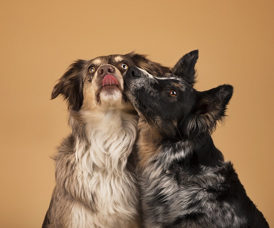 Обои фон, друзья, собаки, бордер-колли, now kiss, background, friends, dogs, the border collie разрешение 2048x1246 Загрузить