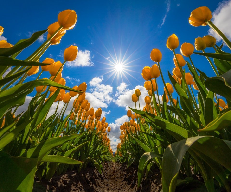 Обои небо, цветы, облака, поле, тюльпаны, жёлтые тюльпаны, the sky, flowers, clouds, field, tulips, yellow tulips разрешение 2048x1365 Загрузить