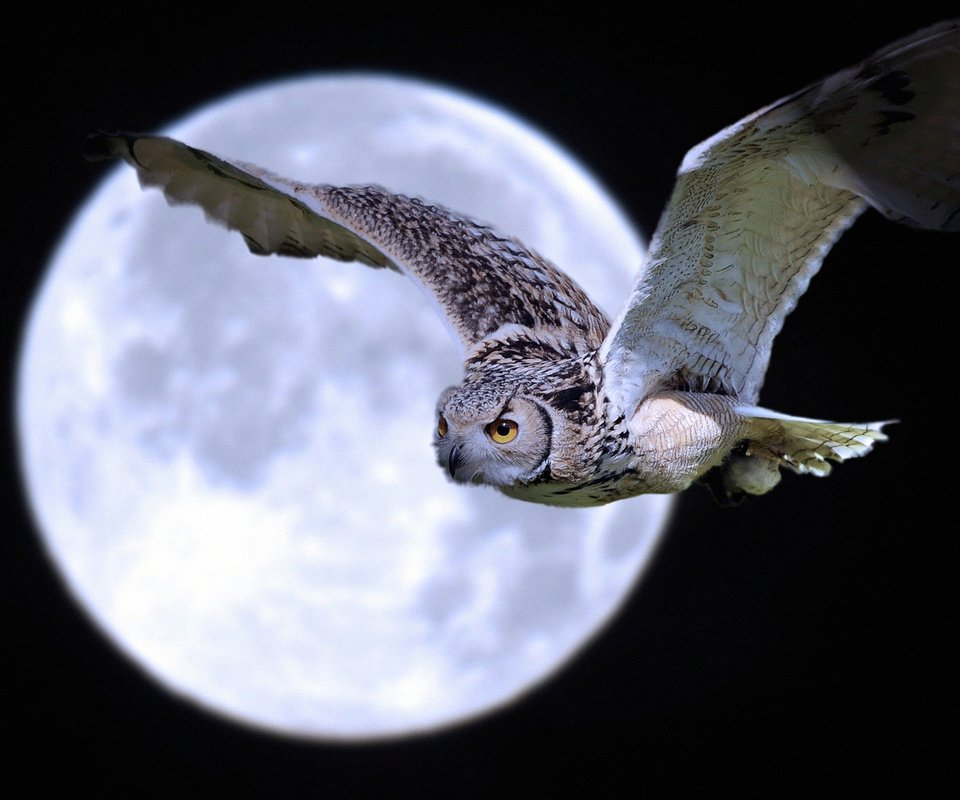 Обои ночь, сова, полет, луна, крылья, птица, night, owl, flight, the moon, wings, bird разрешение 2085x1384 Загрузить