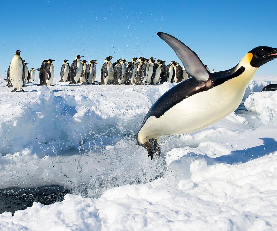 Обои снег, прыжок, птицы, антарктида, пингвины, императорский пингвин, snow, jump, birds, antarctica, penguins, emperor penguin разрешение 3989x2652 Загрузить