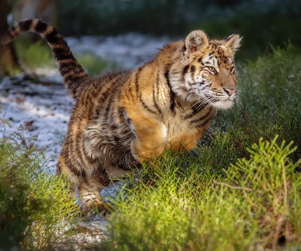 Обои тигр, прыжок, дикая кошка, амурский тигр, tiger, jump, wild cat, the amur tiger разрешение 2000x1429 Загрузить