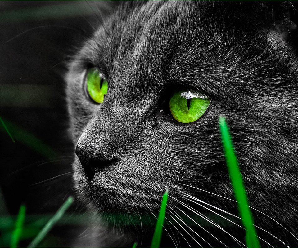 Обои трава, кот, мордочка, усы, кошка, взгляд, зеленые глаза, черный кот, grass, cat, muzzle, mustache, look, green eyes, black cat разрешение 2048x1152 Загрузить
