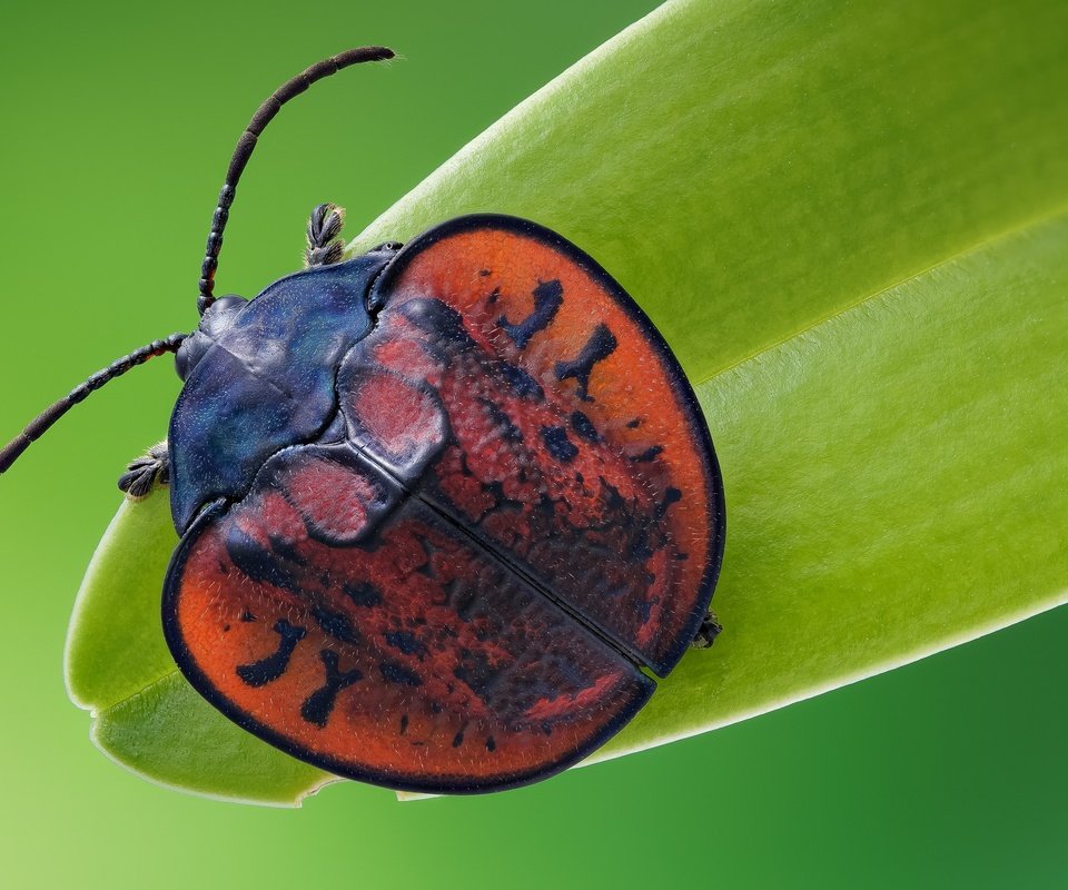 Обои жук, макро, насекомое, листоед, beetle, macro, insect, the leaf beetle разрешение 2048x1365 Загрузить