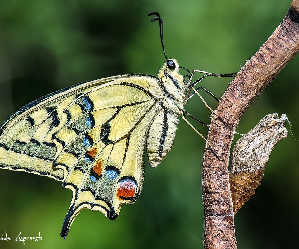 Обои природа, фон, бабочка, насекомые, куколка, davide lopresti, махаон, nature, background, butterfly, insects, doll, swallowtail разрешение 2000x1335 Загрузить