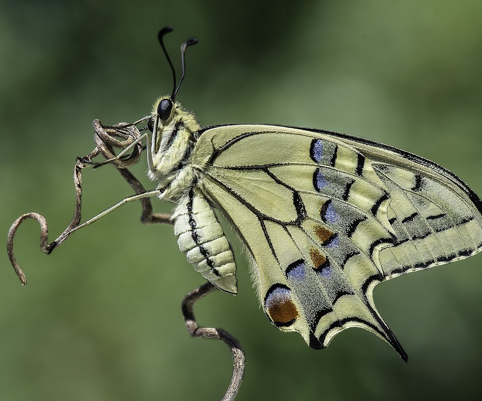 Обои природа, насекомое, фон, бабочка, davide lopresti, махаон, nature, insect, background, butterfly, swallowtail разрешение 4385x2927 Загрузить