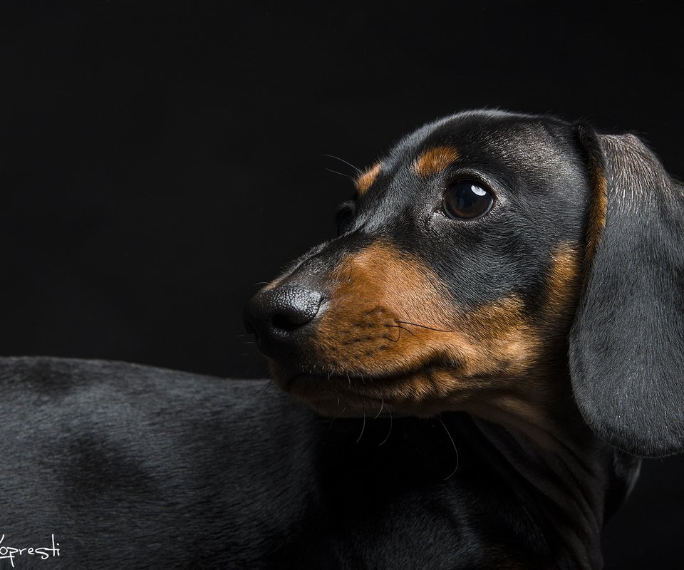 Обои мордочка, взгляд, собака, черный фон, уши, такса, davide lopresti, гладкошёрстный, muzzle, look, dog, black background, ears, dachshund разрешение 2000x1153 Загрузить