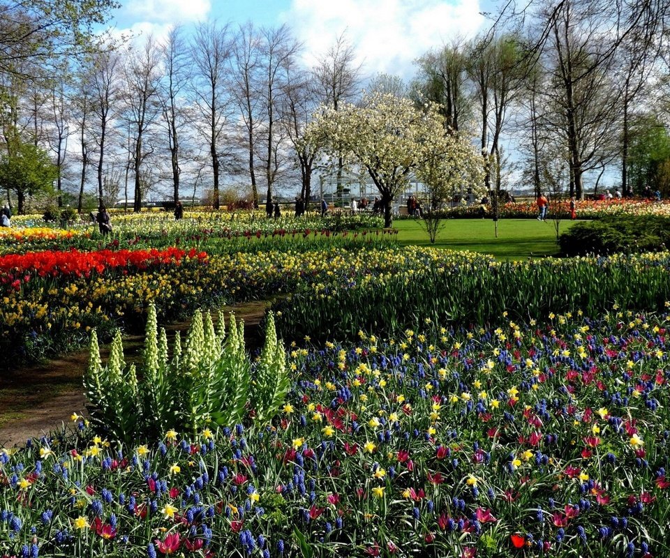 Обои природа, парк, весна, тюльпаны, нарциссы, клумбы, мускари, nature, park, spring, tulips, daffodils, beds, muscari разрешение 2560x1600 Загрузить