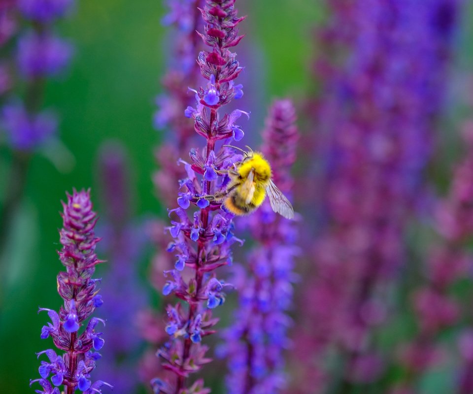 Обои цветы, насекомое, пчела, шалфей, jazzmatica, flowers, insect, bee, sage разрешение 4896x2760 Загрузить