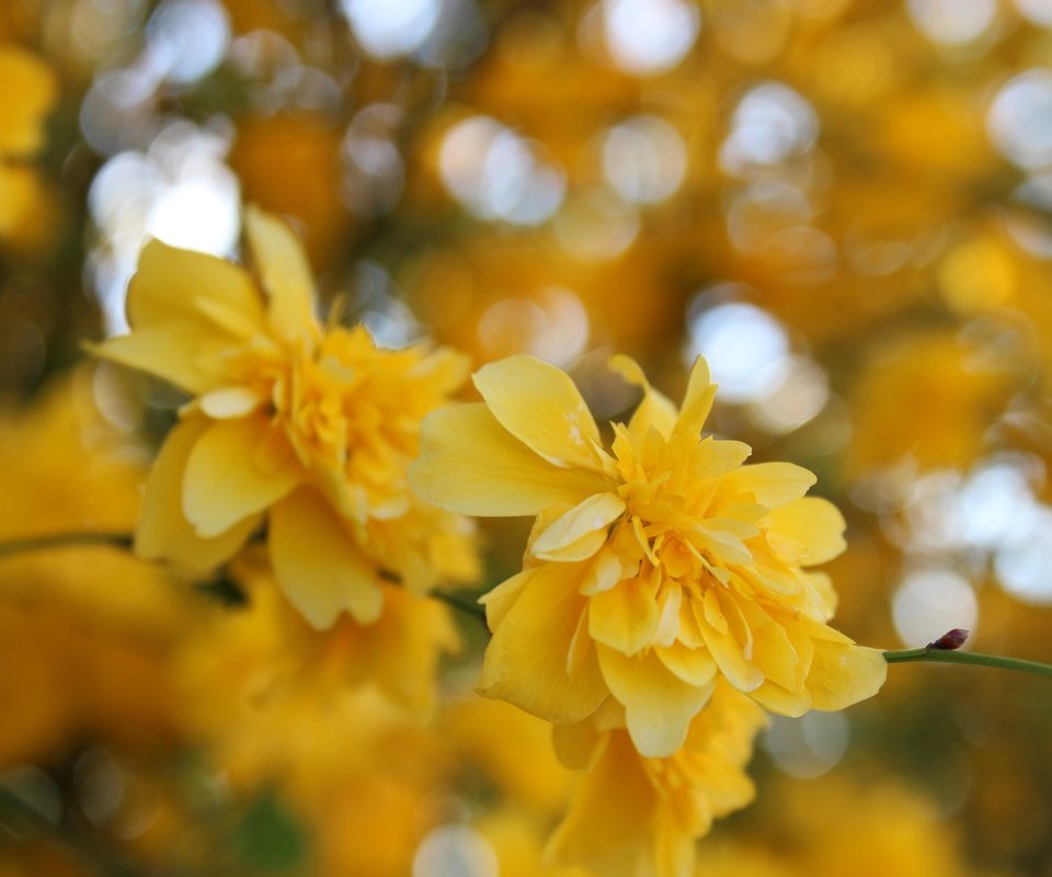 Обои цветы, желтый, макро, весна, куст, жёлтая, керрия, flowers, yellow, macro, spring, bush, kerry разрешение 5184x3456 Загрузить