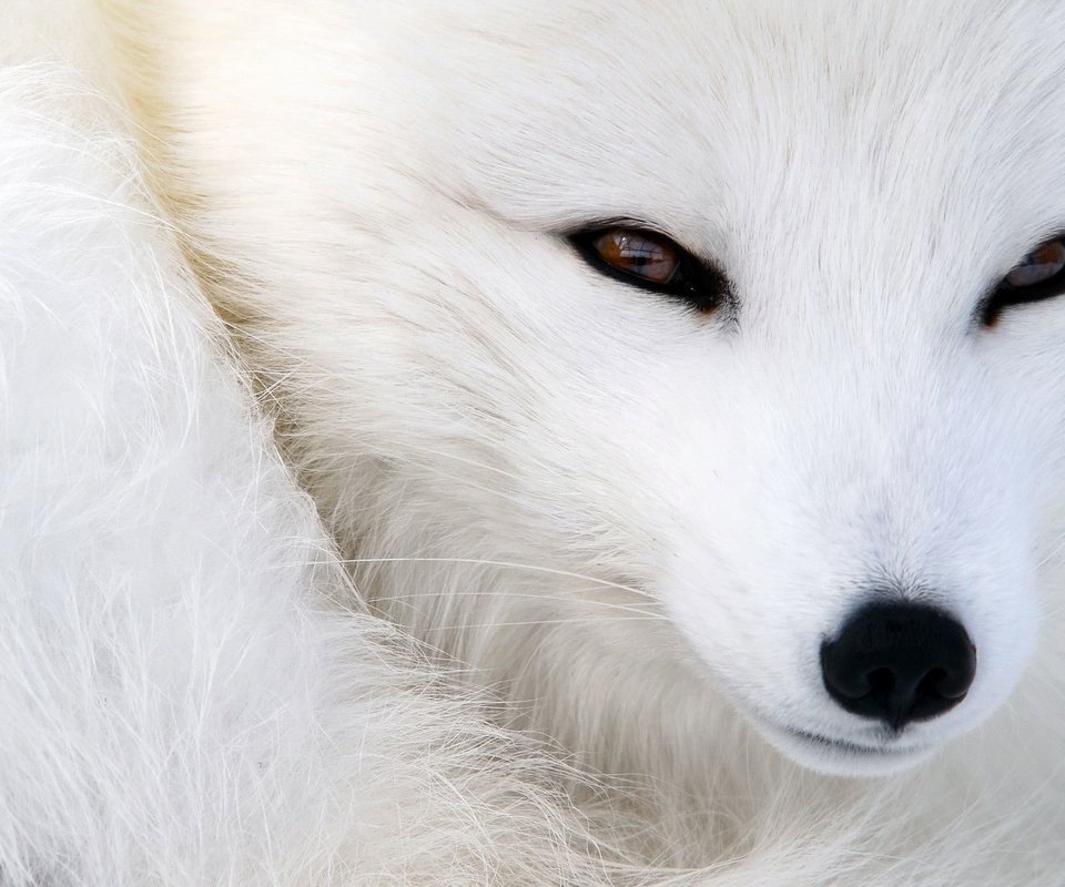 Обои глаза, мордочка, взгляд, животное, песец, полярная лисица, eyes, muzzle, look, animal, fox, polar fox разрешение 1920x1080 Загрузить