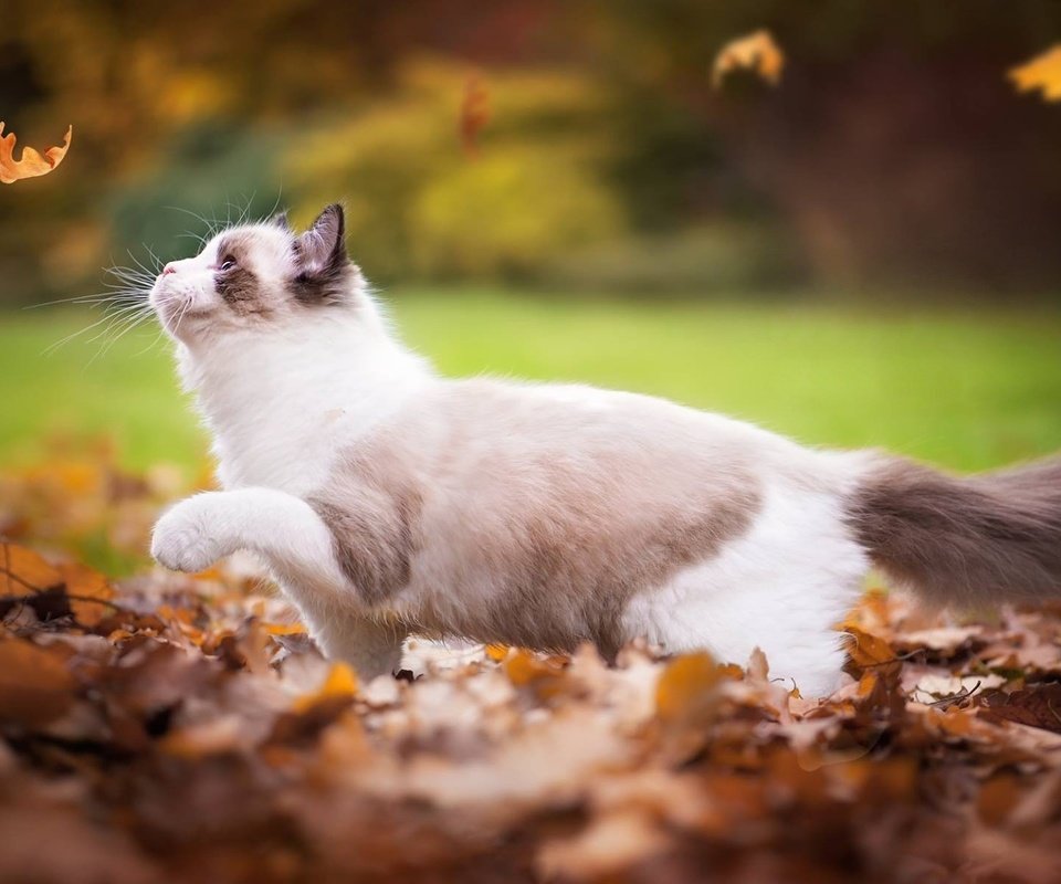 Обои листья, кот, кошка, осень, играет, листопад, рэгдолл, leaves, cat, autumn, plays, falling leaves, ragdoll разрешение 2048x1196 Загрузить