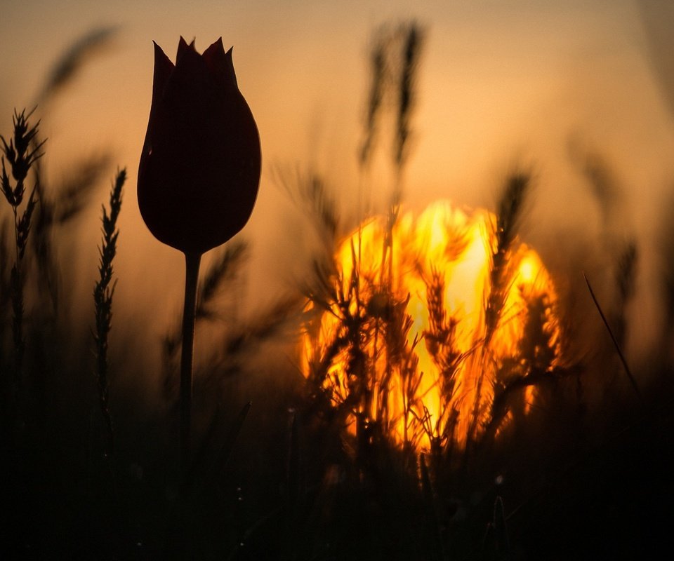 Обои трава, закат, цветок, колоски, силуэт, тюльпан, стебель, grass, sunset, flower, spikelets, silhouette, tulip, stem разрешение 1920x1280 Загрузить