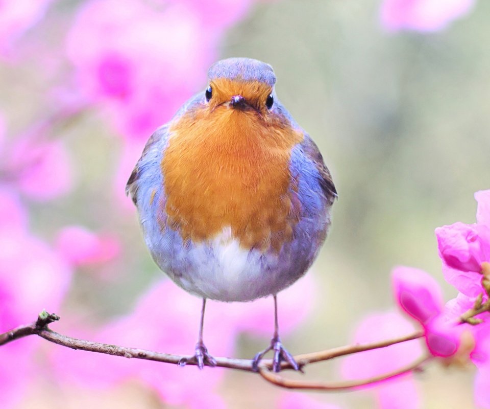 Обои ветка, природа, цветок, птица, перья, зарянка, малиновка, branch, nature, flower, bird, feathers, robin разрешение 2526x1600 Загрузить