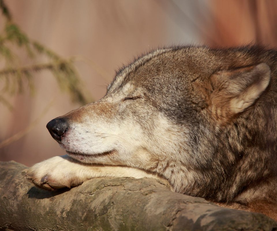 Обои хищник, волк, nadine haase, predator, wolf разрешение 1920x1200 Загрузить