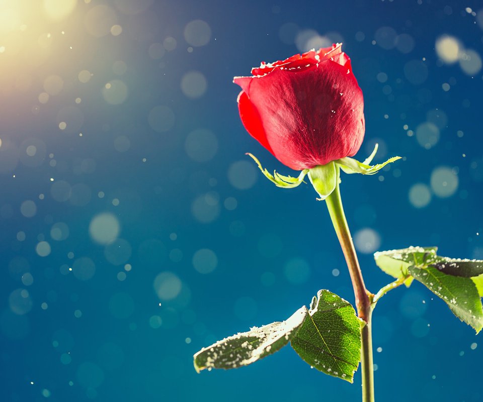 Обои снег, цветок, роза, бутон, красная роза, день влюбленных, snow, flower, rose, bud, red rose, valentine's day разрешение 1920x1200 Загрузить