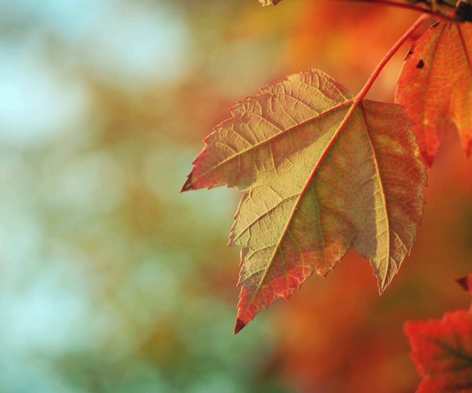 Обои природа, осень, размытость, кленовый лист, осенние листья, nature, autumn, blur, maple leaf, autumn leaves разрешение 4096x3070 Загрузить