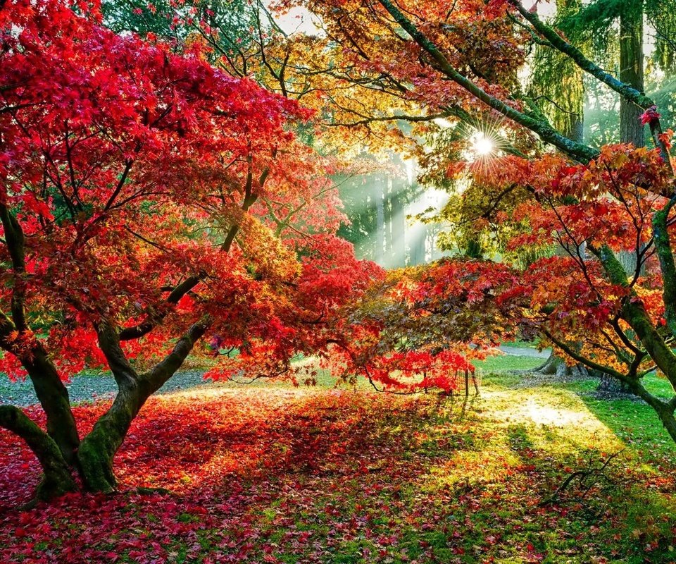Обои деревья, лес, листья, осень, красные листья, тропинка, солнечные лучи, осенний лес, trees, forest, leaves, autumn, red leaves, path, the sun's rays, autumn forest разрешение 1920x1080 Загрузить
