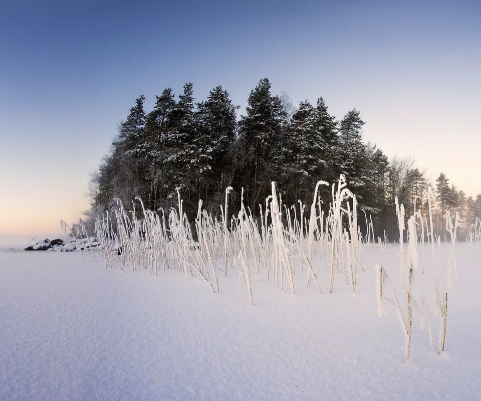 Обои небо, деревья, снег, природа, растения, зима, пейзаж, туман, the sky, trees, snow, nature, plants, winter, landscape, fog разрешение 1920x1080 Загрузить