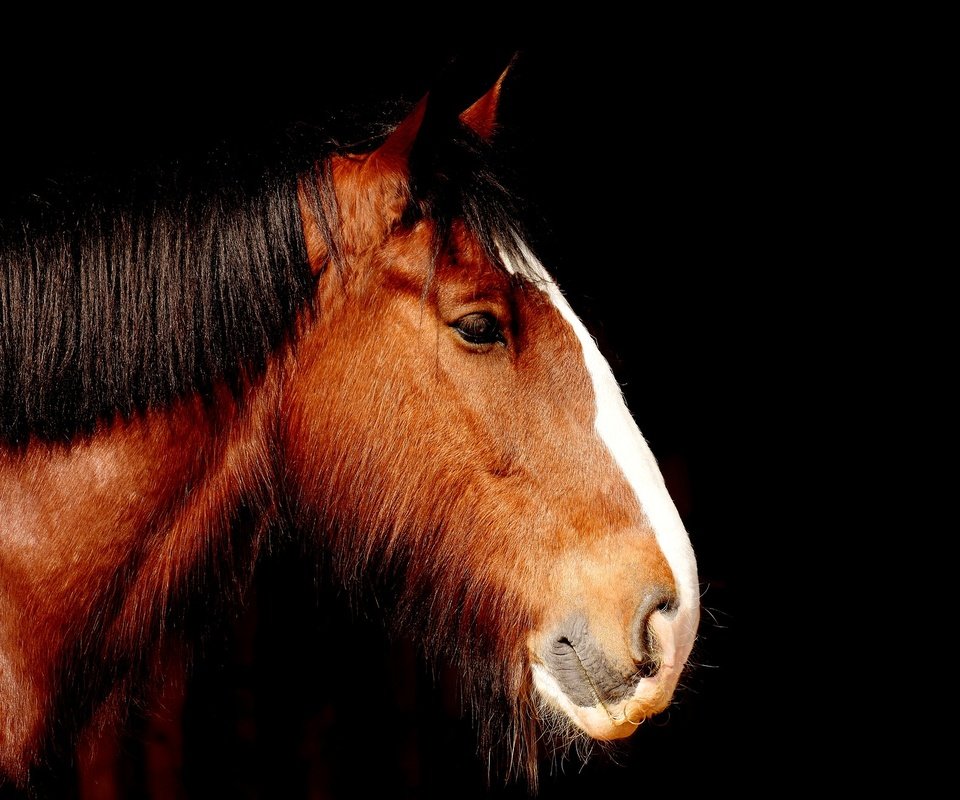 Обои лошадь, профиль, черный фон, конь, грива, horse, profile, black background, mane разрешение 1920x1319 Загрузить