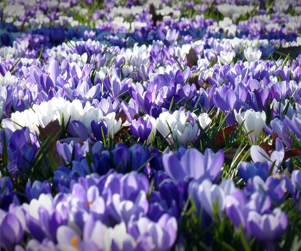 Обои цветы, лепестки, весна, белые, фиолетовые, крокусы, flowers, petals, spring, white, purple, crocuses разрешение 4000x2250 Загрузить