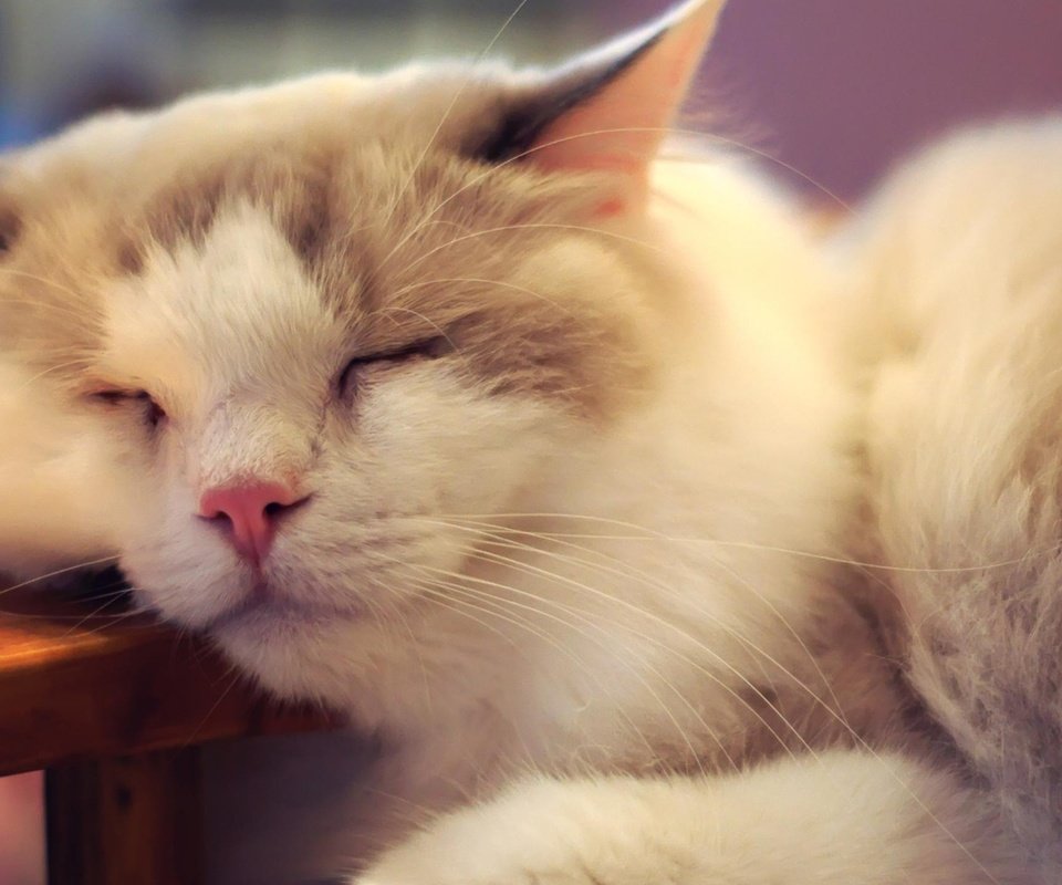 Обои кот, мордочка, усы, кошка, спит, cat, muzzle, mustache, sleeping разрешение 2560x1440 Загрузить