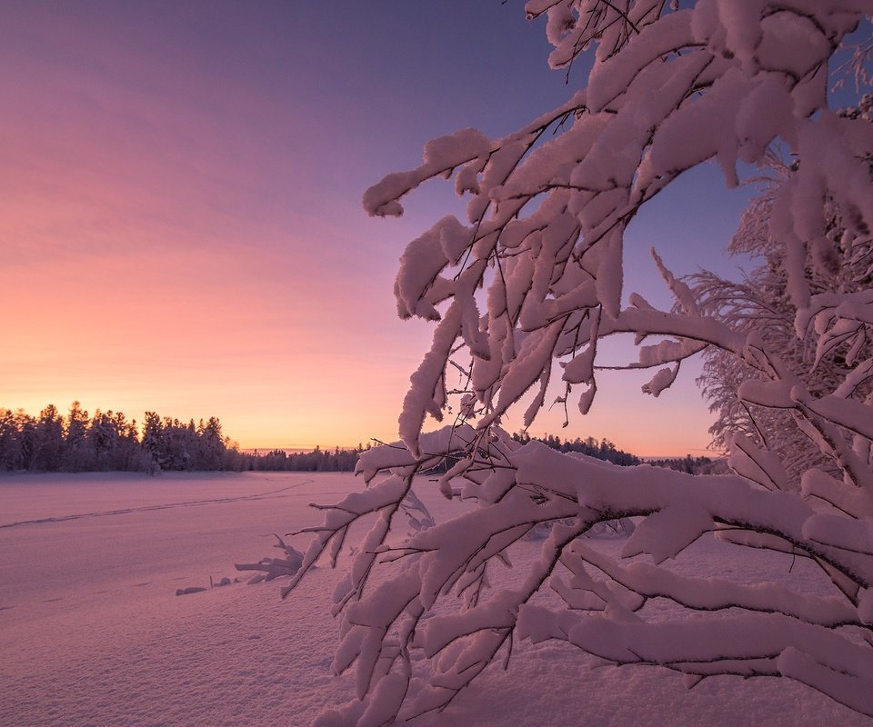 Обои небо, снег, закат, зима, ветки, the sky, snow, sunset, winter, branches разрешение 2560x1600 Загрузить