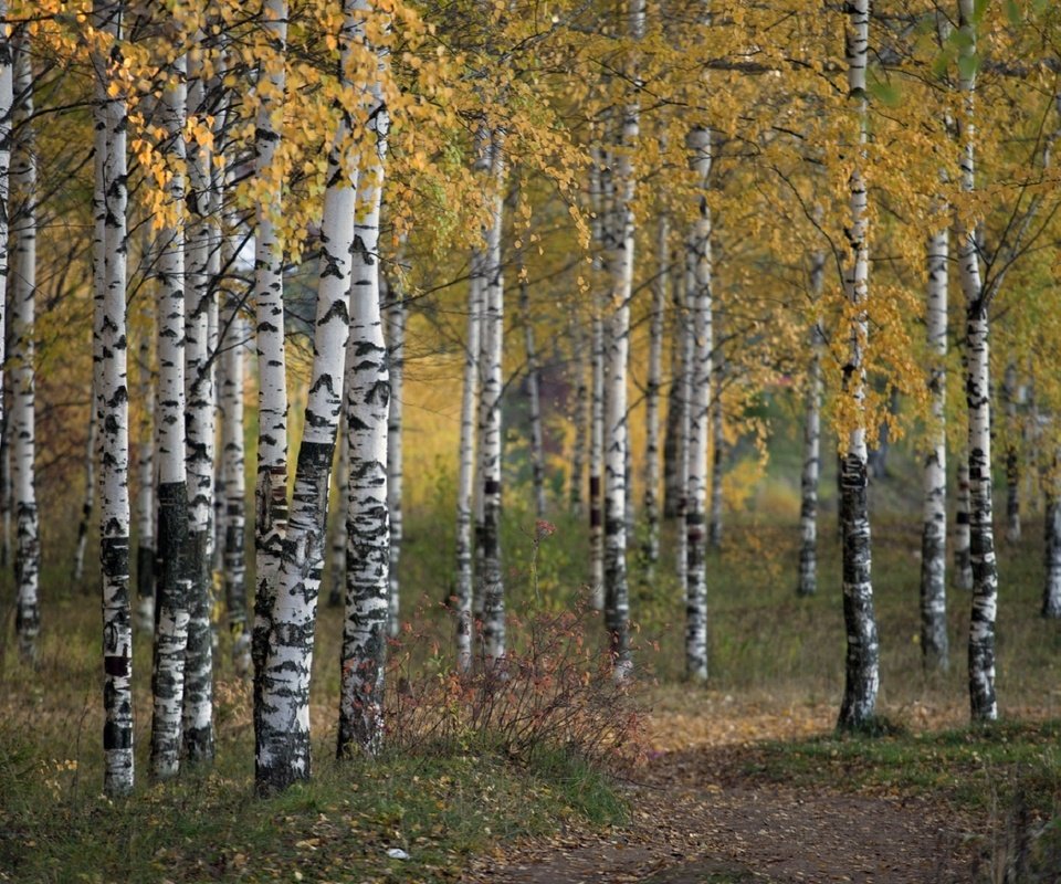 Обои деревья, природа, лес, осень, береза, роща, trees, nature, forest, autumn, birch, grove разрешение 1920x1192 Загрузить