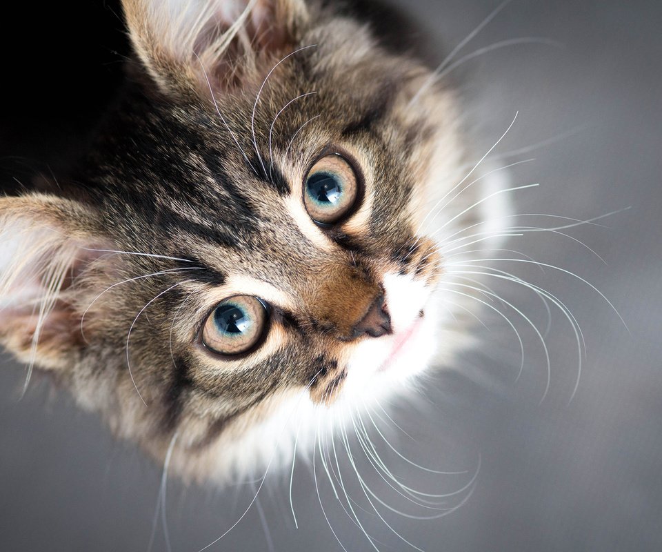 Обои глаза, фон, усы, кошка, взгляд, котенок, eyes, background, mustache, cat, look, kitty разрешение 1920x1200 Загрузить