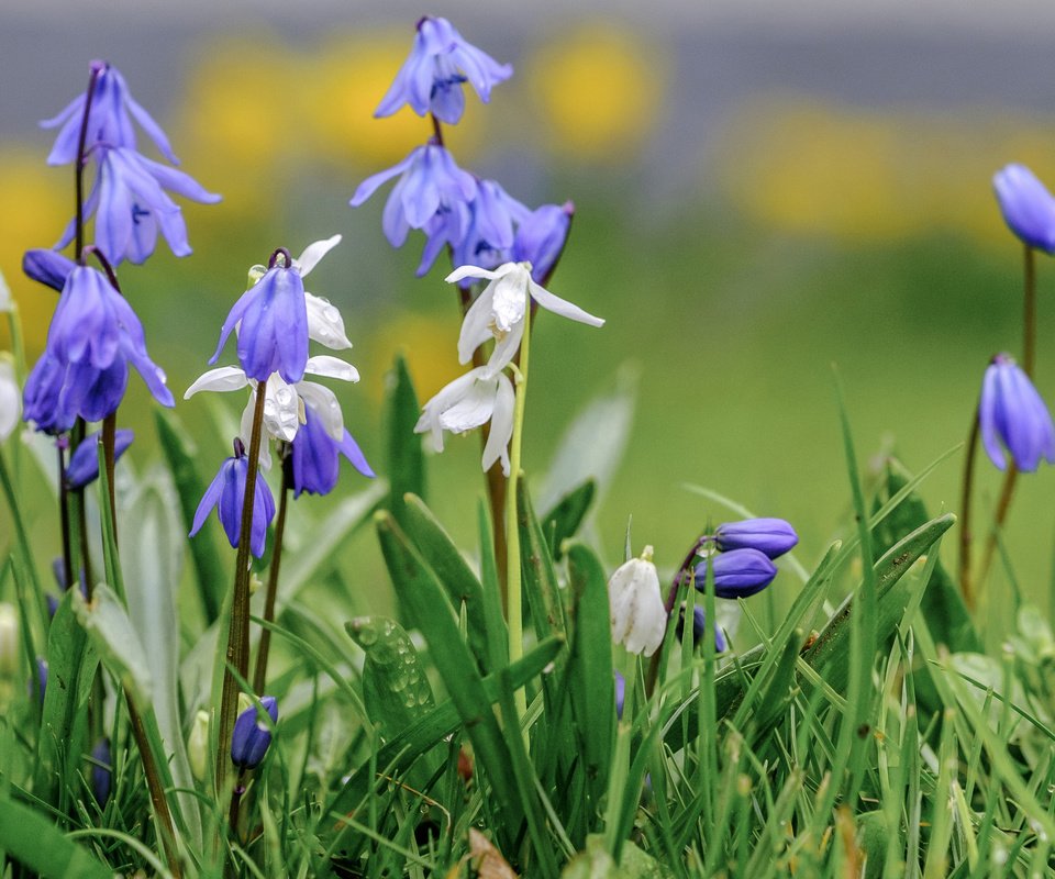 Обои цветы, трава, весна, пролеска, wouter de bruijn, flowers, grass, spring, scilla разрешение 3840x2400 Загрузить