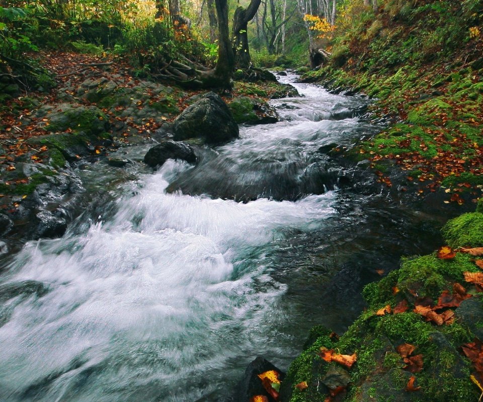Обои ручей, осень, поток, stream, autumn разрешение 2560x1696 Загрузить
