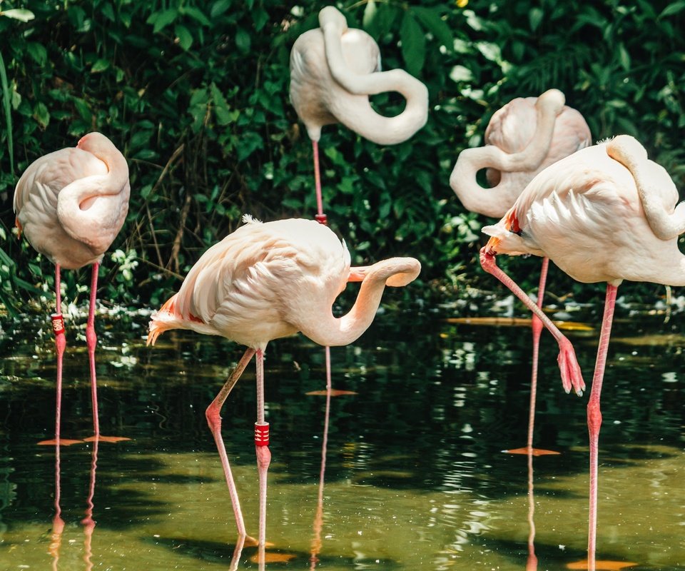 Обои фламинго, птицы, розовые, перья, flamingo, birds, pink, feathers разрешение 2048x1365 Загрузить