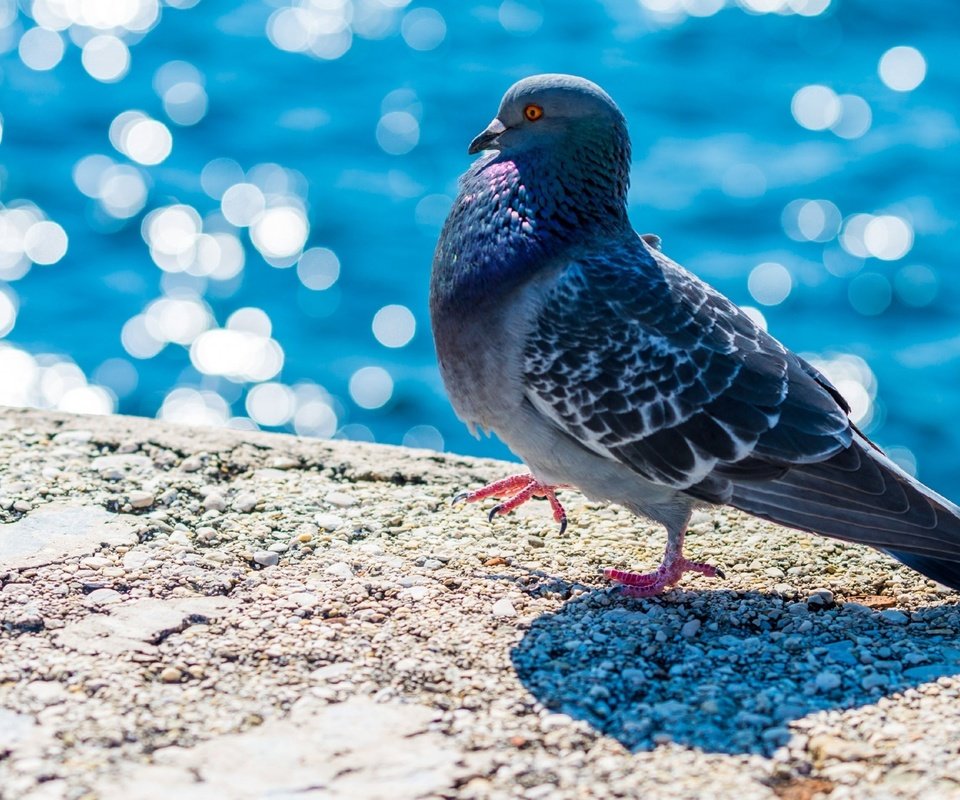 Обои вода, набережная, птица, клюв, перья, голубь, боке, water, promenade, bird, beak, feathers, dove, bokeh разрешение 2560x1440 Загрузить