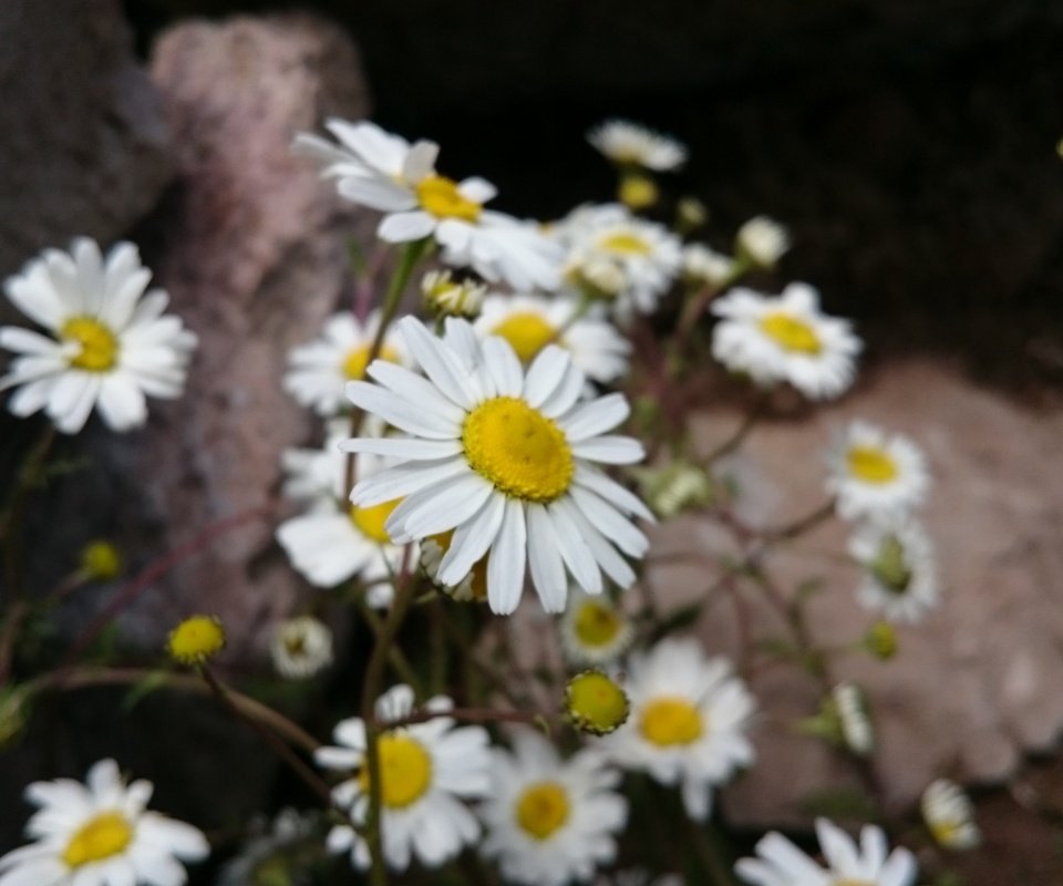 Обои цветы, лепестки, ромашки, белые, стебли, flowers, petals, chamomile, white, stems разрешение 3840x2160 Загрузить