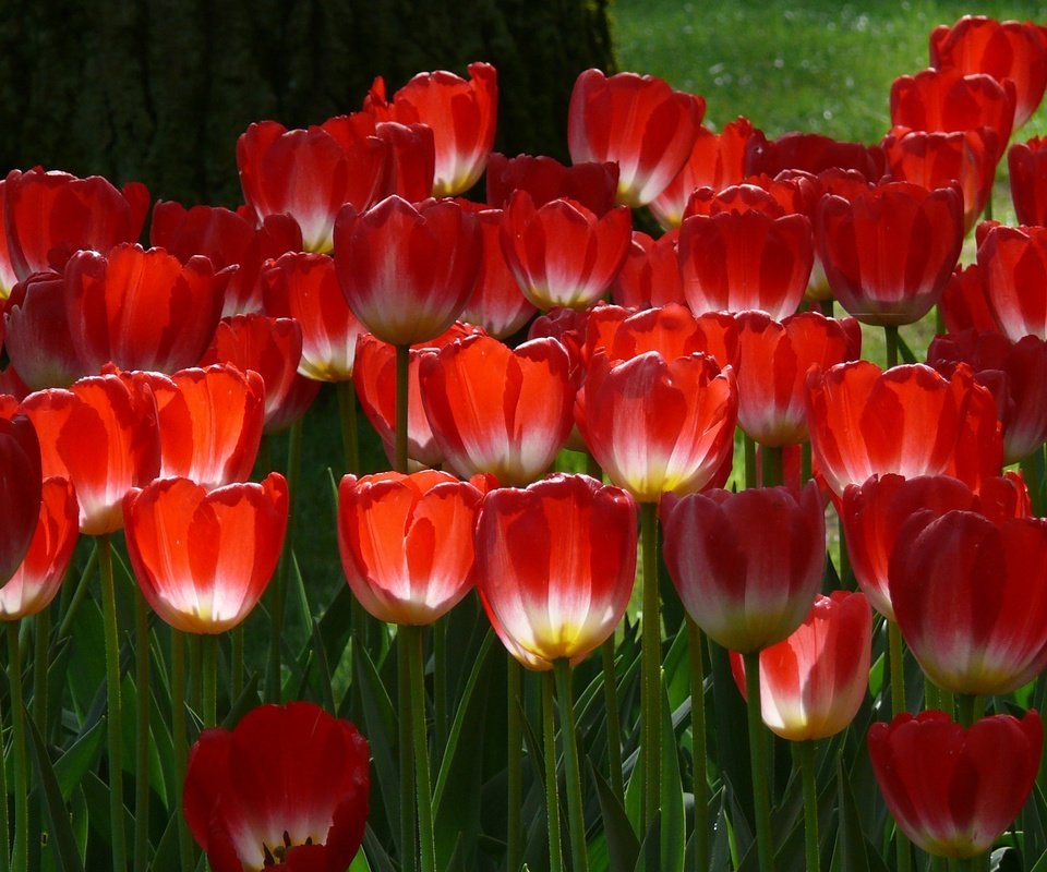 Обои цветы, лепестки, весна, тюльпаны, стебли, красные тюльпаны, flowers, petals, spring, tulips, stems, red tulips разрешение 2560x1920 Загрузить