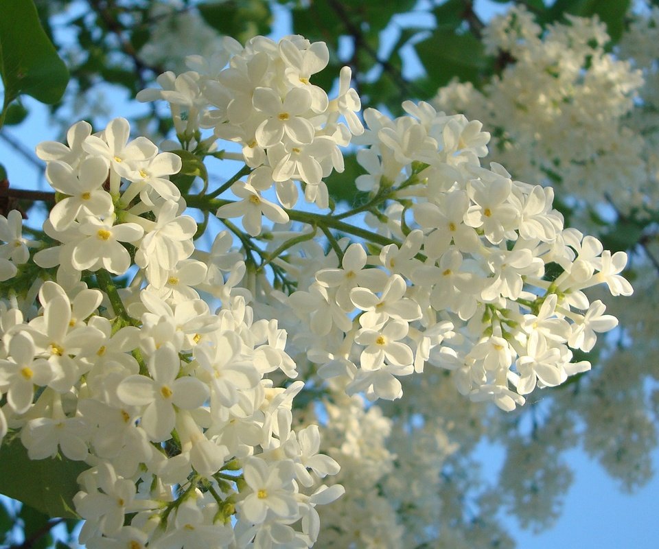 Обои цветы, цветение, весна, сирень, синее небо, белая сирень, flowers, flowering, spring, lilac, blue sky, white lilac разрешение 1920x1080 Загрузить