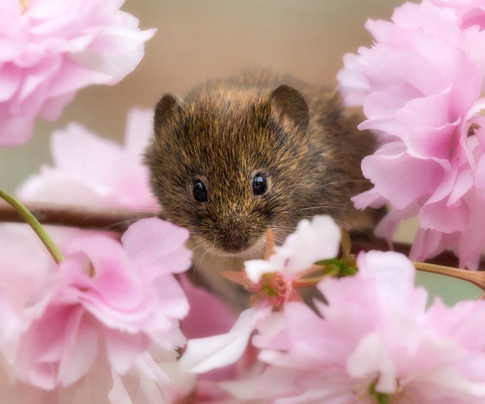 Обои ветка, цветение, взгляд, сакура, мышь, мышка, цветки, грызун, branch, flowering, look, sakura, mouse, flowers, rodent разрешение 2000x2000 Загрузить