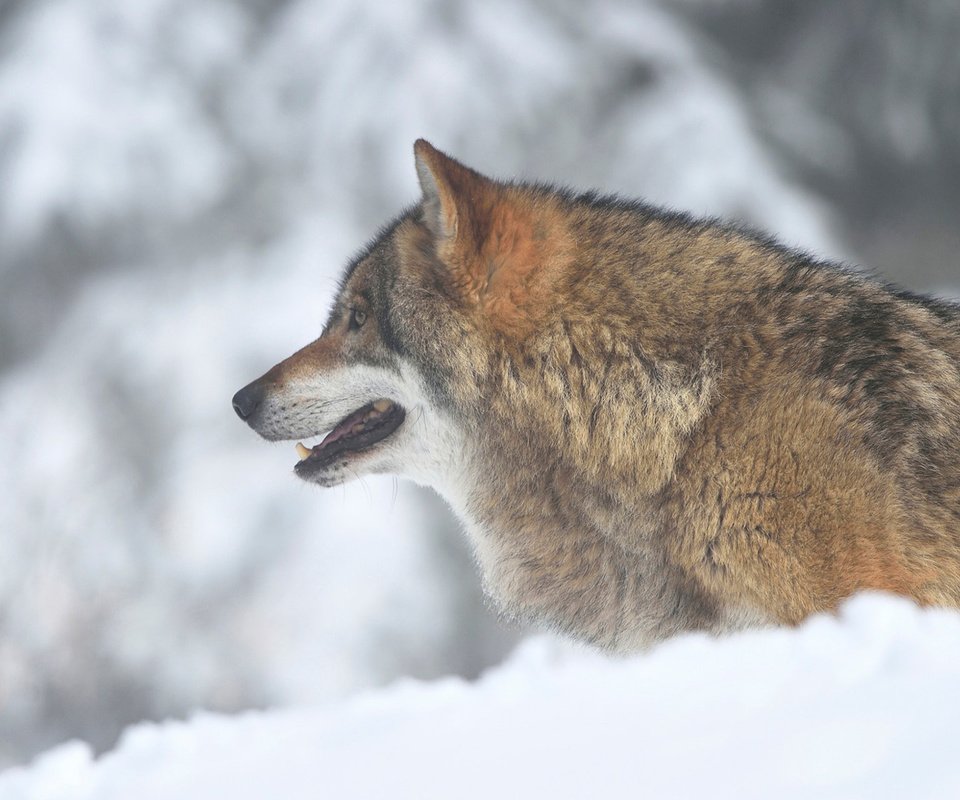 Обои морда, снег, зима, взгляд, хищник, профиль, волк, face, snow, winter, look, predator, profile, wolf разрешение 1920x1200 Загрузить